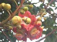 タイ研修
