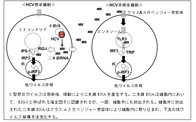 C型肝炎ウイルスは感染後、複製により二本鎖RNAを産生する。二本鎖RNAは細胞内において、RIG-Iと呼ばれる宿主因子に認識されるが、一部、細胞外にも放出される。細胞外に放出された二本鎖RNAはクラスAスカベンジャー受容体により細胞内に取り込まれ、下流の抗ウイルス機構を活性化する。