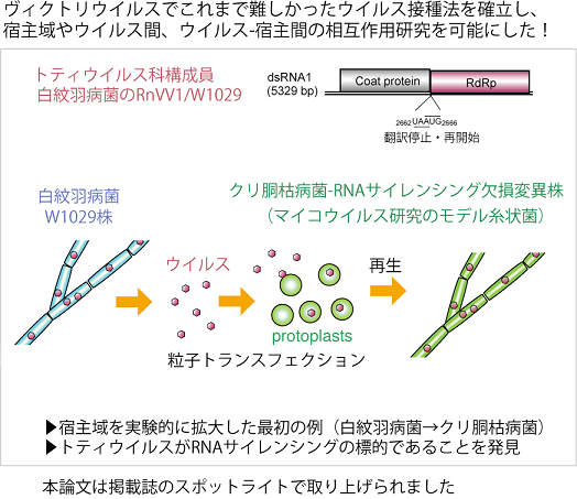 本論文は掲載誌のスポットライトで取り上げられました