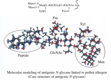 N-glycan