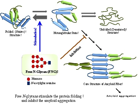 amyloid