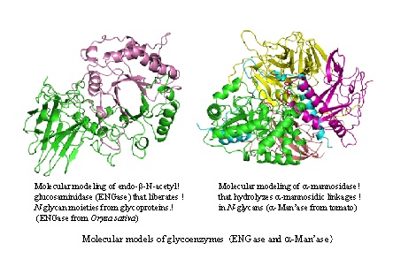 molecular moldels