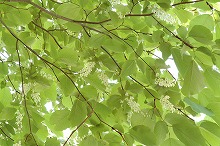 植物の繁殖メカニズム