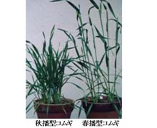 Winter- and spring-type wheat