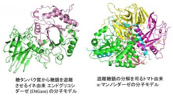  イネ実生の成長組織に発現している糖鎖遊離酵素の蛍光抗体染色写真