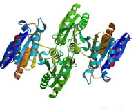 タンパク質の構造と機能の研究
