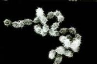 放線菌胞子の電子顕微鏡写真