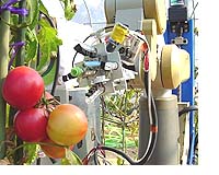 トマトの収穫用ロボット