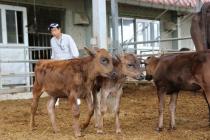 津高牧場で生まれた子牛