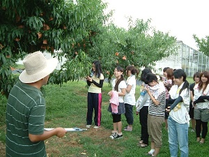 清水白桃の栽培実習