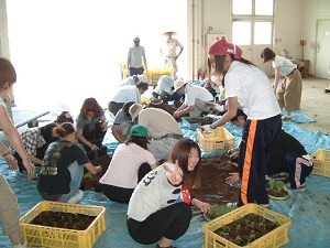 トマトの定植