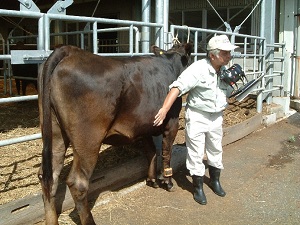 高知大学桜井先生による和牛の審査