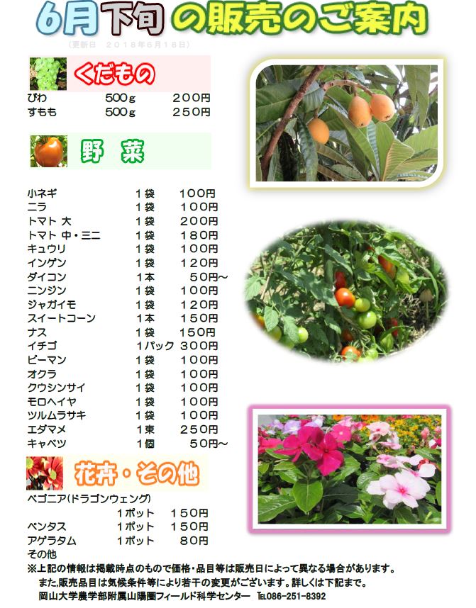 6月販売