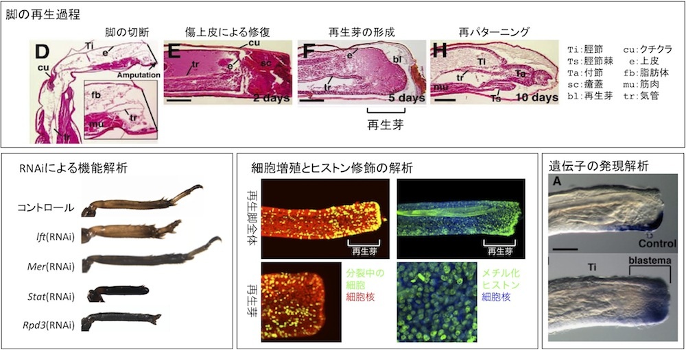 眼の発生と解剖・機能 眼の発生と解剖・機能