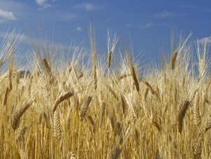 wheat