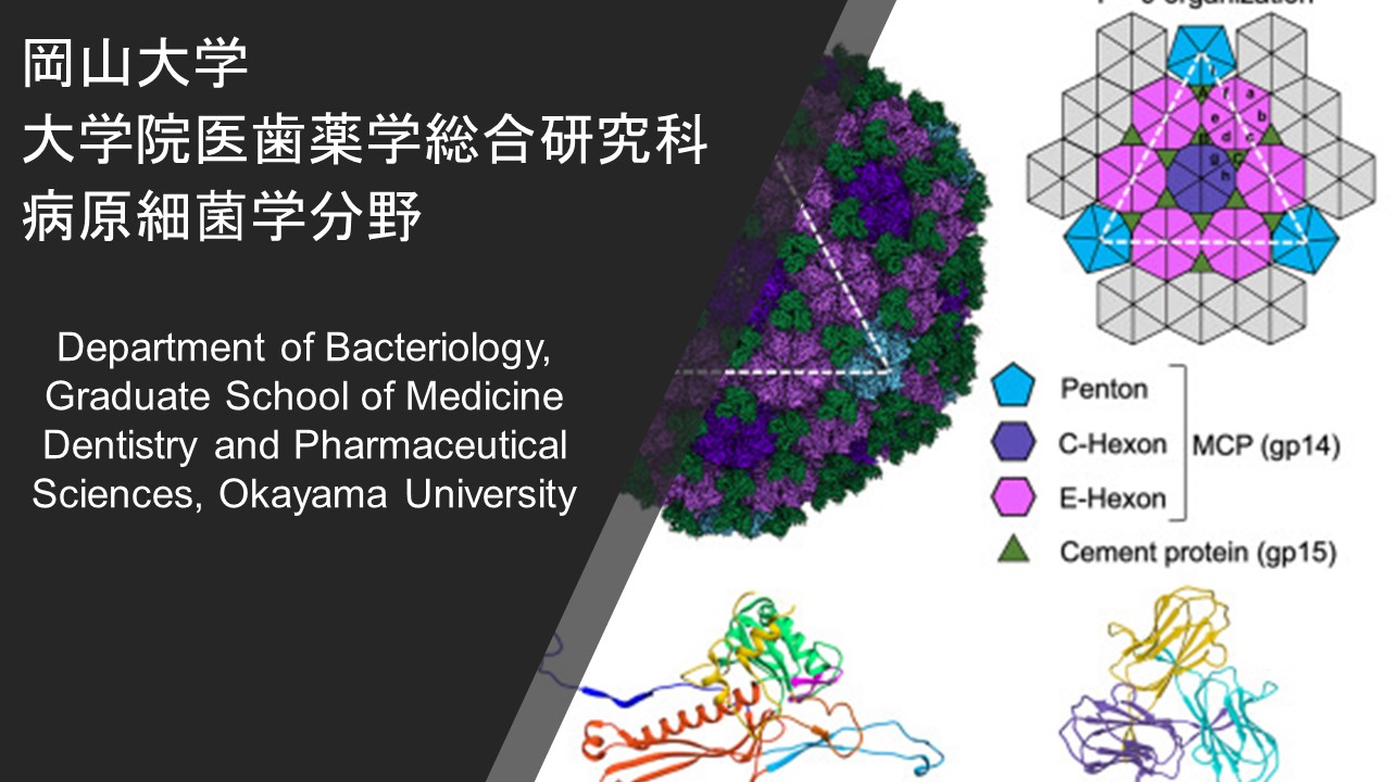 岡山大学 大学院医歯薬学総合研究科 病原細菌学分野 | 毒を以って毒を