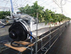気化潜熱利用イチゴ栽培 農研機構西日本農業研究センター