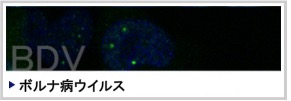 BDV:ボルナ病ウイルス BDV:ボルナ病ウイルス