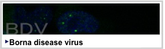 BDV：ボルナ病ウイルス