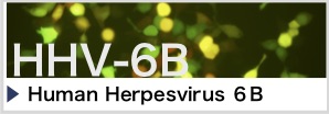 HHV-6B：ヒトヘルペスウイルス6B