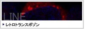 LINE-1:レトロトランスポゾン LINE-1:レトロトランスポゾン