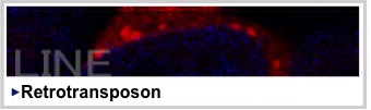 LINE-1：レトロトランスポゾン