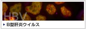 HBV:B型肝炎ウイルス HBV:B型肝炎ウイルス