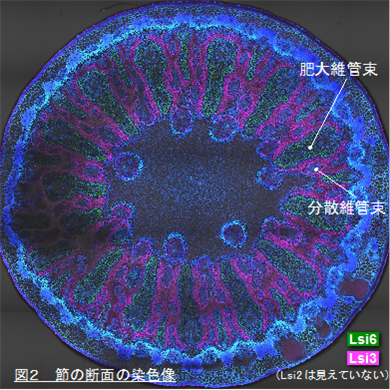 図2　節の断面の染色像（Lsi2は見えていない）