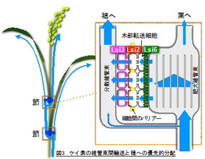 図3　ケイ素の維管束間輸送と穂への優先的分配