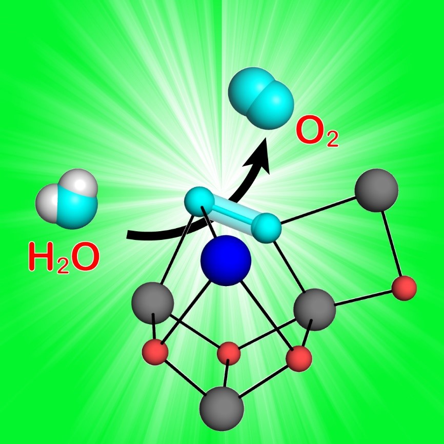 光合成における水分解反応の機構の核心に迫る成果 光化学系Ⅱ複合体が