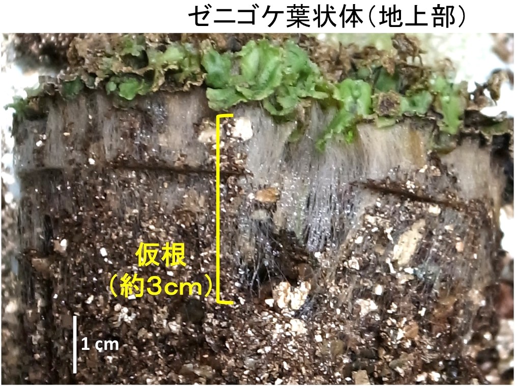 植物細胞で進化的に保存された極性成長メカニズムを解明 〜ゼニゴケの ..., 画像サイズ:1012x758