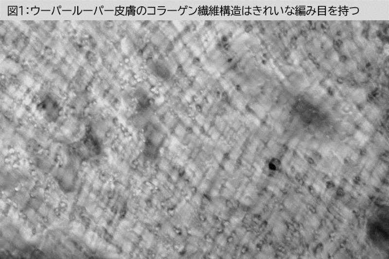 ウーパールーパーが覆す常識!皮膚コラーゲンの真の供給源とは?