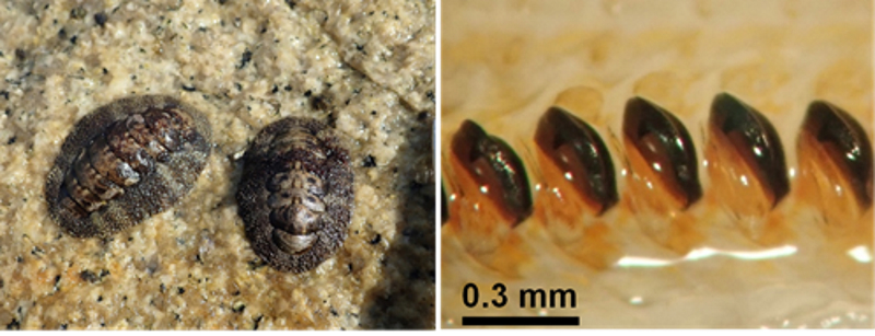 酸化鉄を作るたんぱく質を真核生物で初めて発見～ヒザラガイの「磁鉄鉱の歯」形成の謎を解く～
