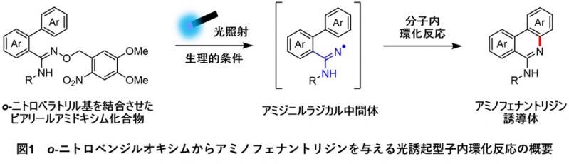窒素を含む環状有機化合物を細胞内で構築可能な新たな光反応を開発 ～薬の効果を光制御するツールとしての応用に期待～