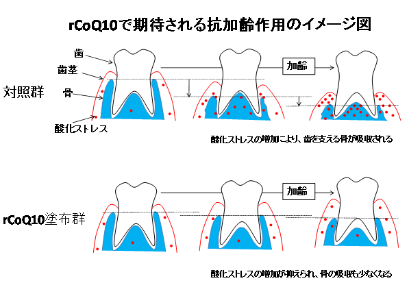 期待される抗加齢作用のイメージ図