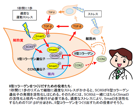 Ⅱ型コラーゲンを作り出すための役者たち