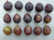 Spot coloring disorder of grape skin