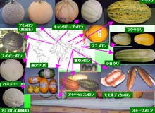 Diversity of melons from around the world