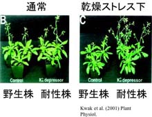 気孔閉口