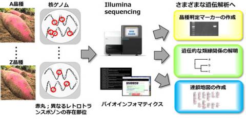 レトロトランスポゾンを利用したジェノタイピング