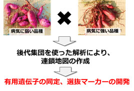 有用遺伝子同定に向けた連鎖地図の作成