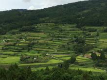 中山間地域に広がる棚田