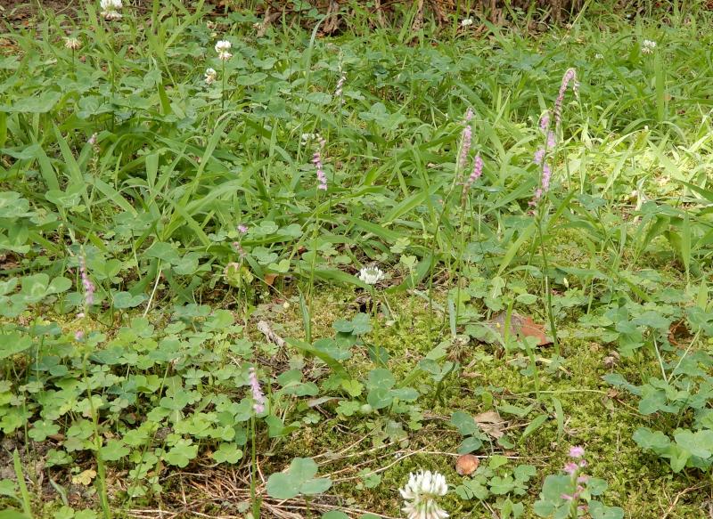 農学部キャンパスにネジバナが咲いています 7月1日 岡山大学 農学部