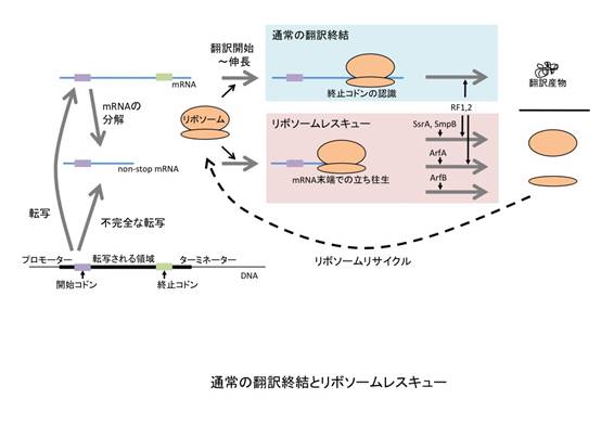 リボソームレスキュー概念図2
