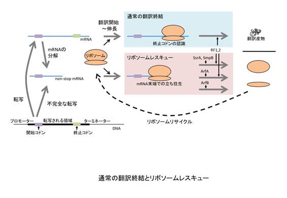 リボソームレスキュー概念図2