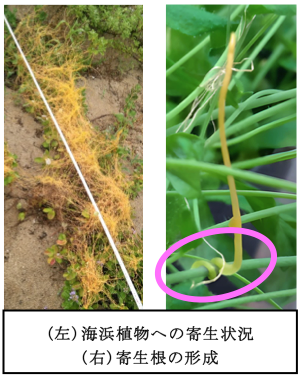 寄生根の形成