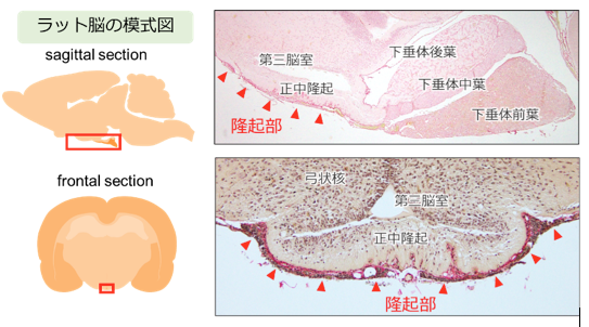 図2 長日条件下で観察される脳の組織構造の変化