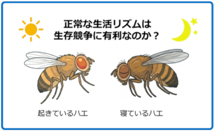 生活リズムと生存競争