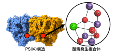 図1 PSIIと酸素発生複合体の構造