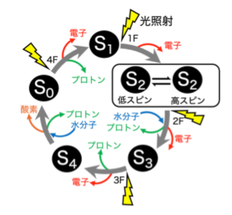 図2 光照射によるS状態の遷移